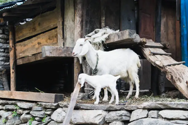 White nanny-goat and goatling in the barnyard, Nepal