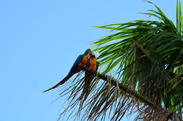 istock couple of macaws 1074193716