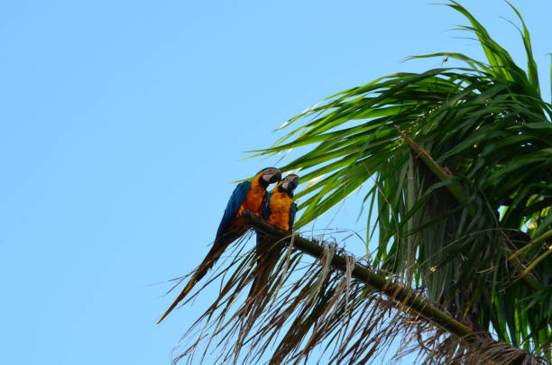 istock couple of macaws 1074193718