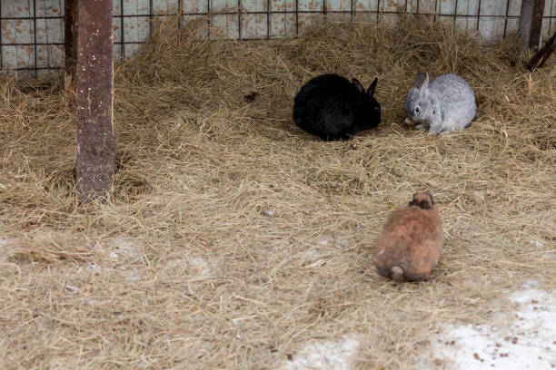 istock cute rabbits keep warm together in the hay 1074202182