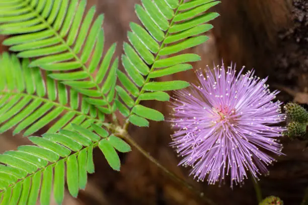 Photo of Mimosa pudica showing flower head and leaves