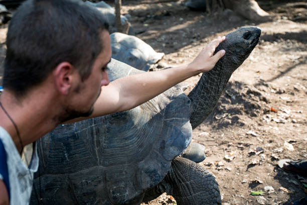 istock Young Adult Man Stroking Aldabra Tortoise 1074202970