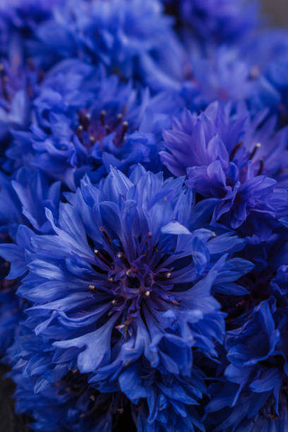 istock essential oil of cornflower on a dark stone background 1074205398