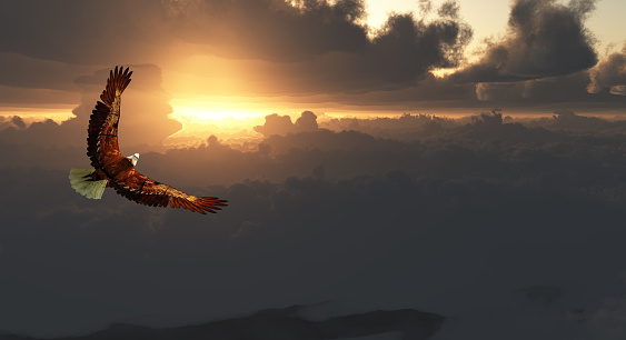 Eagle in Flight Above Dramatic Cloudscape. Sunset or sunrise