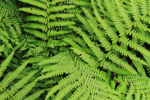 istock green fern background 1074209572