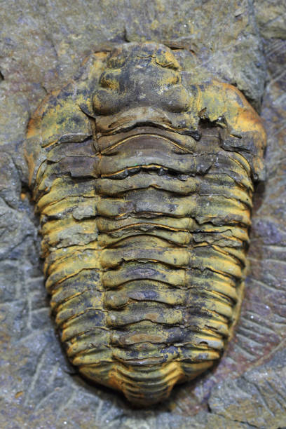 istock trilobite fossil as very nice background 1074210600