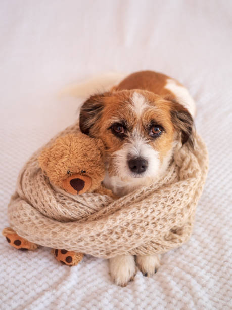 istock Dog with teddy bear and wool scarf around the neck 1074211032