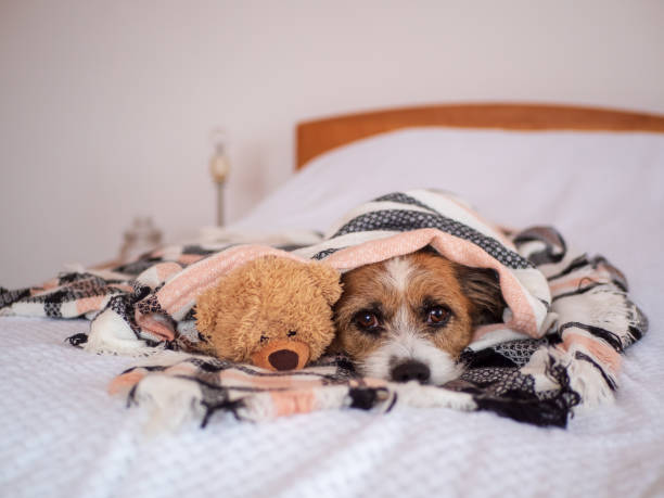 istock Jack Russel mixed breed dog with teddy bears on a bed 1074211830