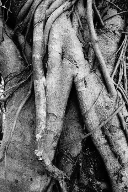 istock Banyan tree and banyan roots background. Jungle in black and white 1074213562
