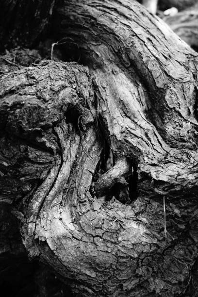 istock Banyan tree and banyan roots background. Jungle in black and white 1074213570