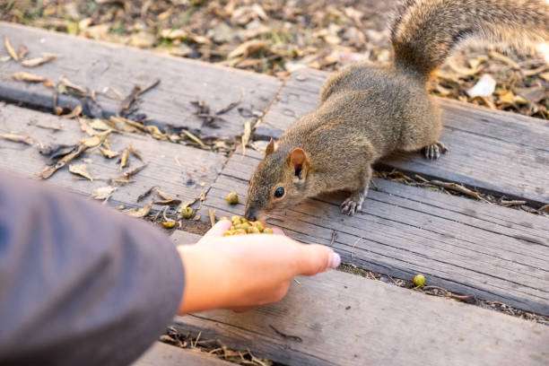 istock Brown wild Squirrel eating beans on palm hand 1074216158