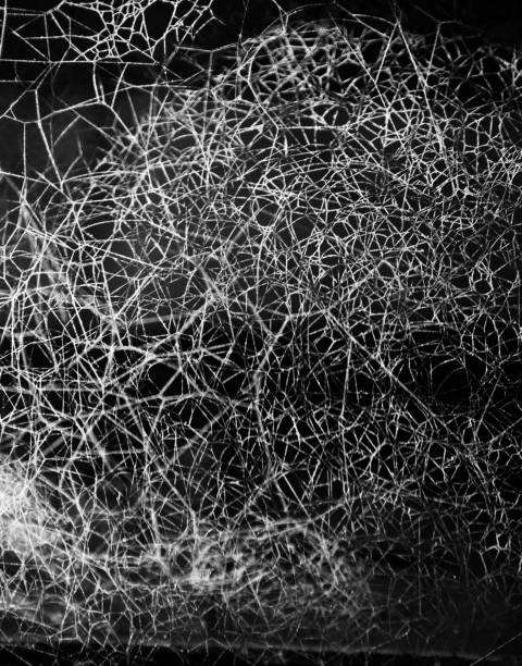 istock Beautiful spider webs isolated unique photo 1074216822