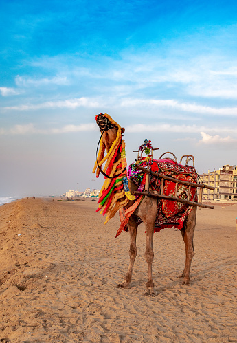 A domestic decorated camel, standing on the Puri sea beach. Camel riding on the beach is a popular tourist activity at Puri. Orissa.