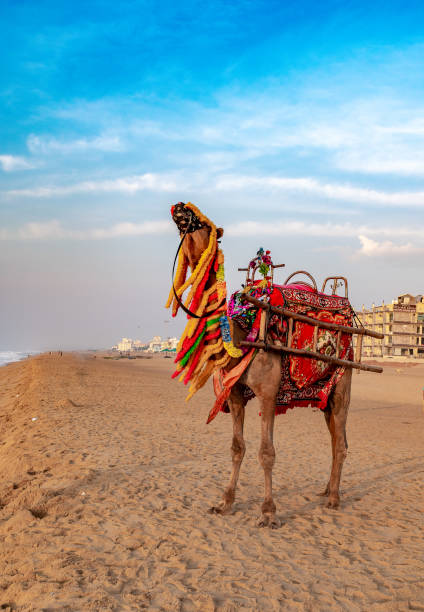 Decorated camel A domestic decorated camel, standing on the Puri sea beach. Camel riding on the beach is a popular tourist activity at Puri. Orissa. bay of bengal stock pictures, royalty-free photos & images