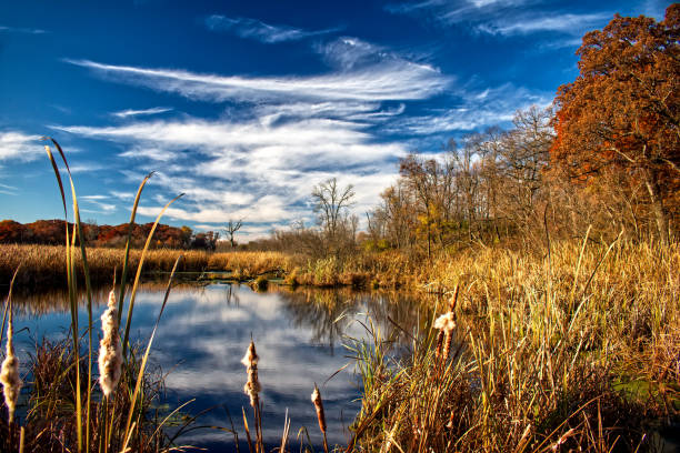 istock Reflections in Water at Forest Preserve 1074219130
