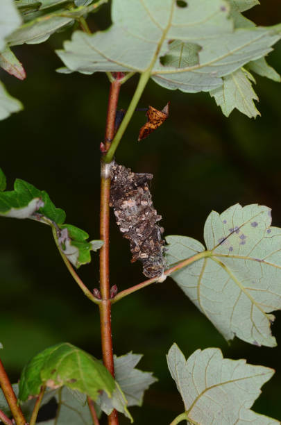 istock Macro of bagworm cocoon attached to maple tree 1074223992