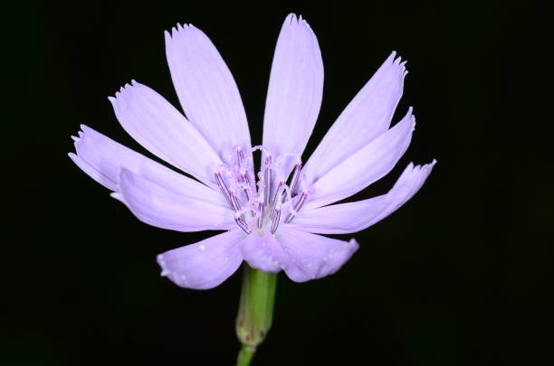 istock Macro of Roserush flower with pollen grains visible 1074224318