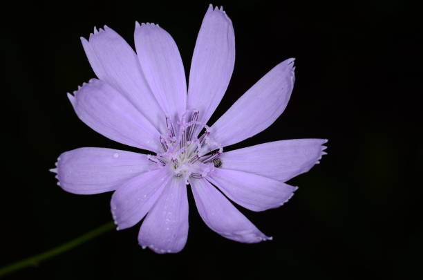 istock Macro of single Roserush flower with pollen grains visible 1074224566