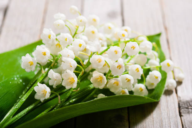 bunch of lily of the valley flowers weathered wood table background - may floral pattern spring april imagens e fotografias de stock