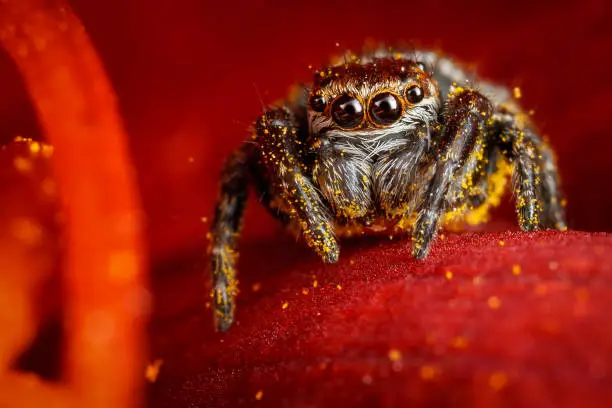 Photo of Jumping spider on a ruby red petal with dew drops