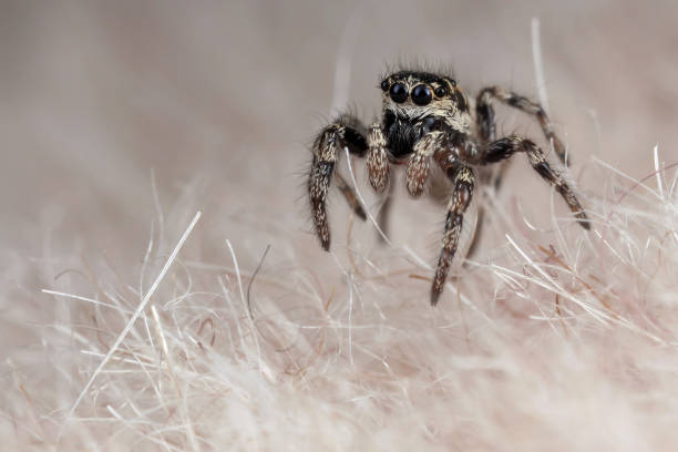 Funny little spider on a synthetic fur
