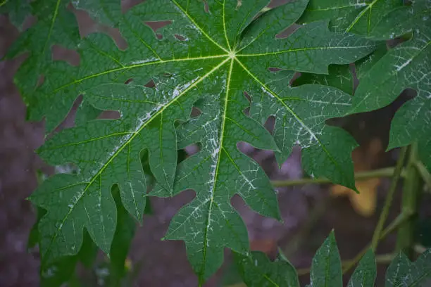 Photo of Wet leaves of a plant unique photo