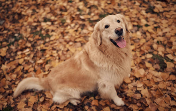 istock Dog in park in autumn 1074242086