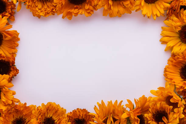 istock essential oil of calendula on a white background 1074243776