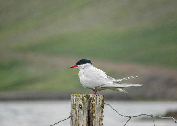 istock Arctic tern Sterna paradisaea sitting on a wooden stake 1074246512