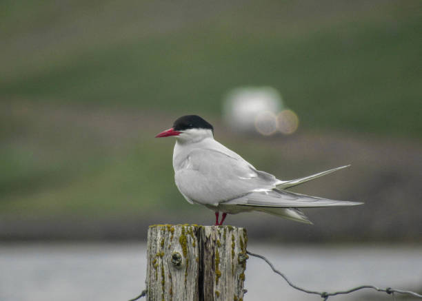 istock Arctic tern Sterna paradisaea sitting on a wooden stake 1074246514
