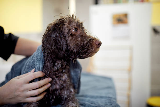 istock Grooming Lagotto Romagnolo 1074246886