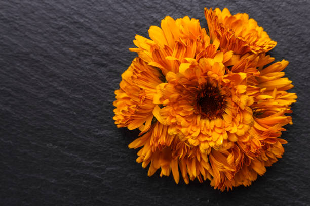 istock essential oil of calendula on a dark stone background 1074246904