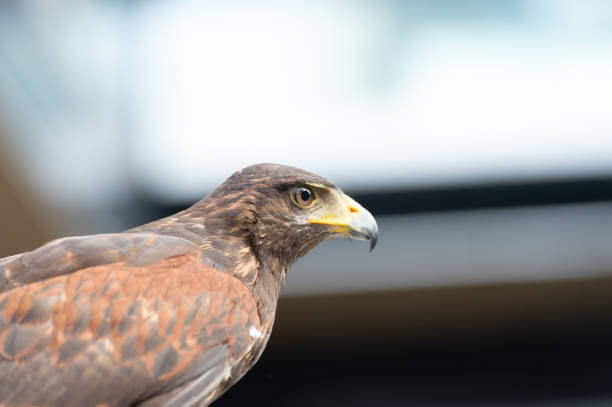 istock The hawk straight face expression of eye 1074247038