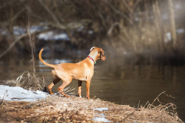 istock Labrador and Hungarian Vizsla playing near river 1074248016