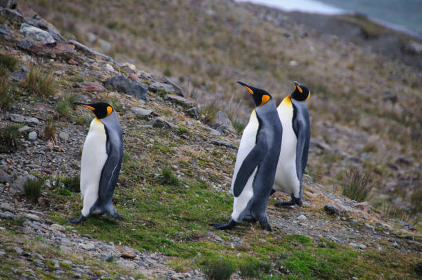 istock King Penguins Courtship Ritual at Fortuna Bay 1074248328