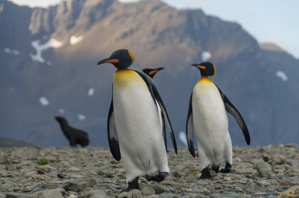 istock King Penguins at Fortuna Bay 1074248444