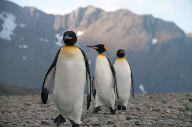 istock King Penguins at Fortuna Bay 1074248450