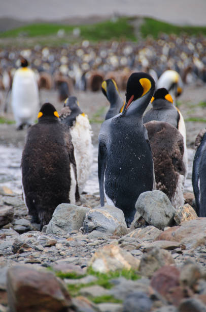 istock King Penguins at Fortuna Bay 1074248484
