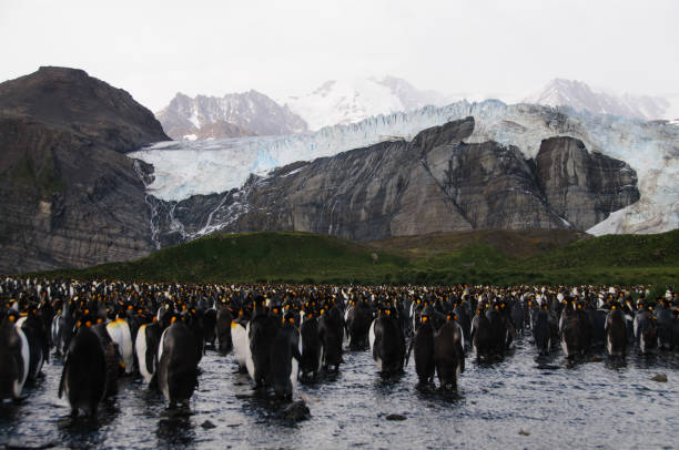 istock King Penguins on Gold Harbour 1074248494