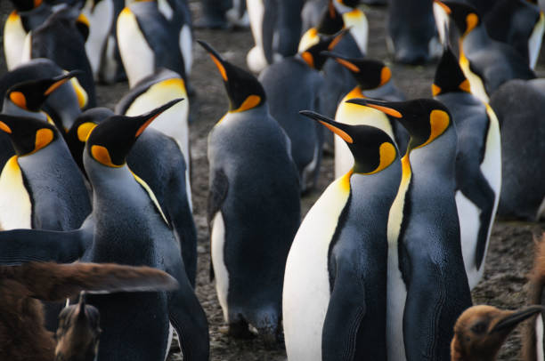 istock King Penguins on Gold Harbour 1074248522