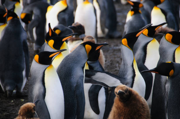 istock King Penguins on Gold Harbour 1074248588