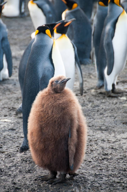 istock King Penguins on Gold Harbour 1074248594