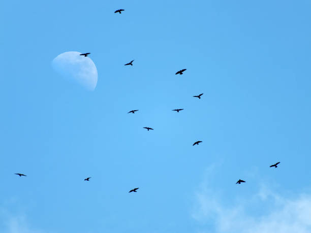 istock a flock of black crows flying across the moon in a blue sky 1074250042