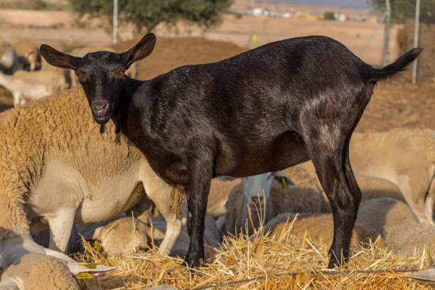 black goat, domestic animal