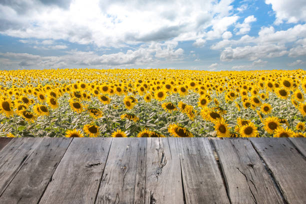 istock empty wooden table and sunflower field background 1074253996