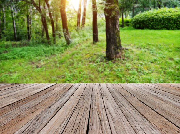 istock Trees on the park lawn 1074254674