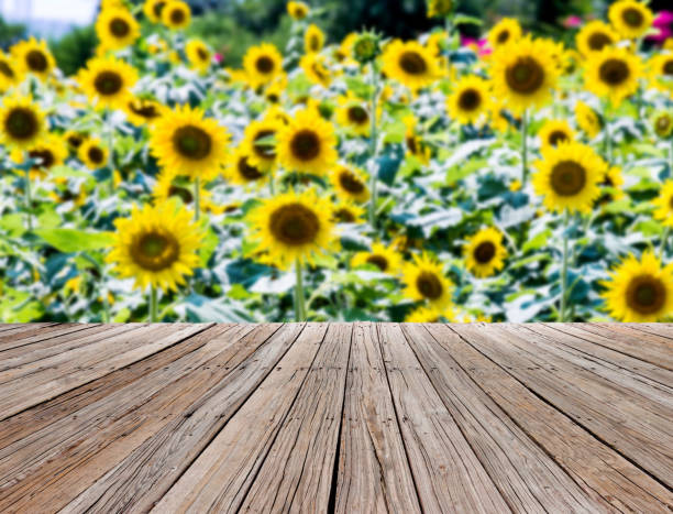 istock Background of beautiful sunflower field 1074256722
