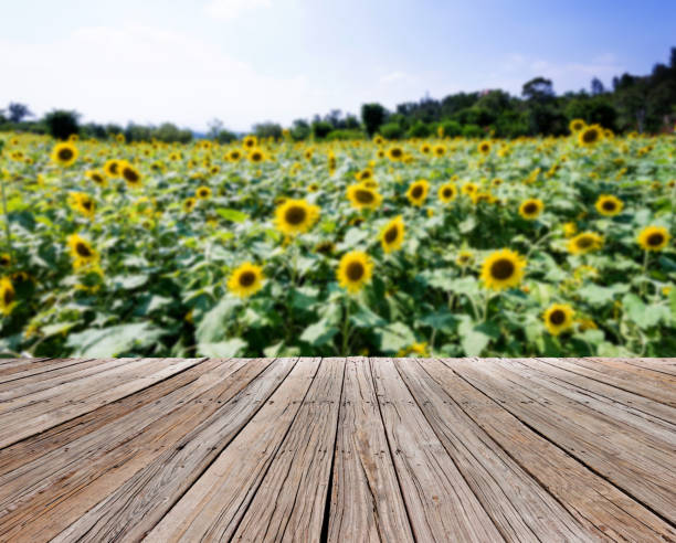 istock Background of sunflower field under sky 1074256732