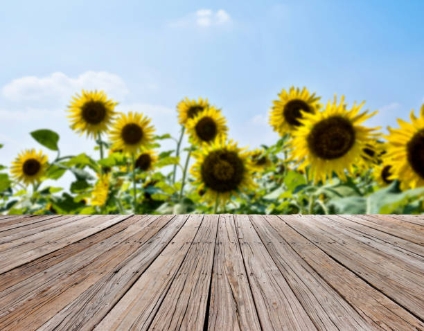 istock Beautiful sunflowers under the sky 1074256742
