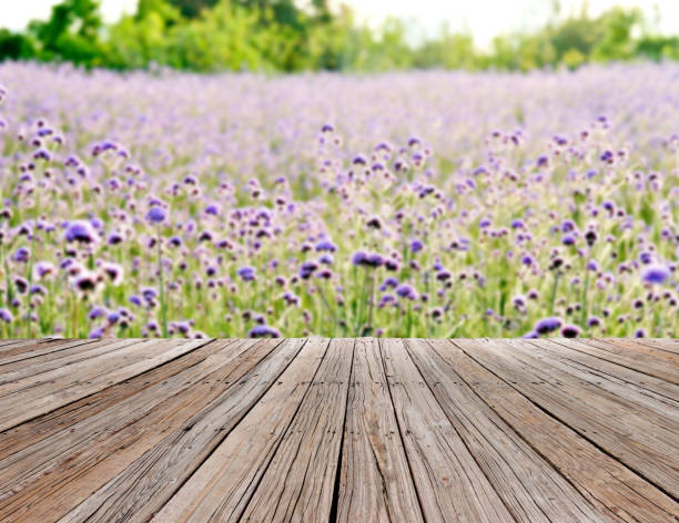 istock Verbena flower field in the park 1074259112